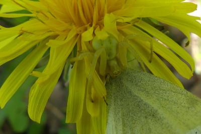 <i>Misumena vatia</i>