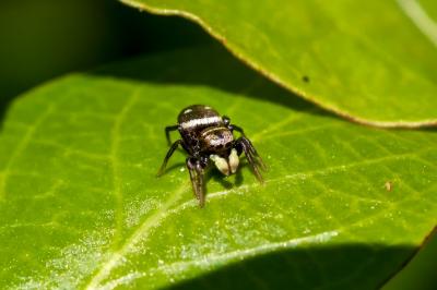 <i>Heliophanus cupreus</i>