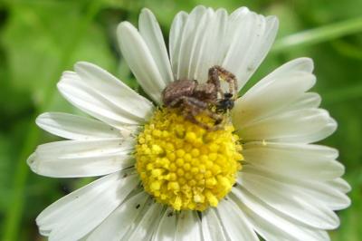<i>Xysticus</i>