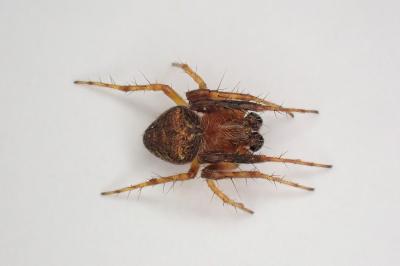 <i>Araneus triguttatus</i>