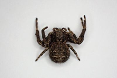 <i>Xysticus acerbus</i>