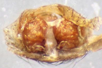 <i>Xysticus acerbus</i>