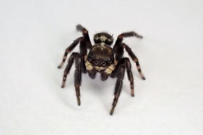 <i>Pseudeuophrys erratica</i>