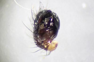 <i>Singa nitidula</i>