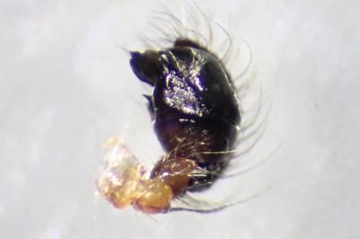 <i>Singa nitidula</i>
