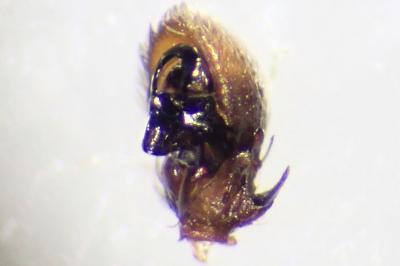<i>Ozyptila atomaria</i>