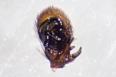 <i>Ozyptila atomaria</i>