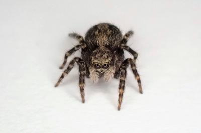 <i>Pseudeuophrys lanigera</i>