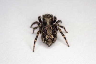 <i>Pseudeuophrys lanigera</i>