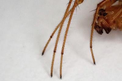 <i>Metellina mengei</i>