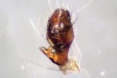 <i>Metellina mengei</i>