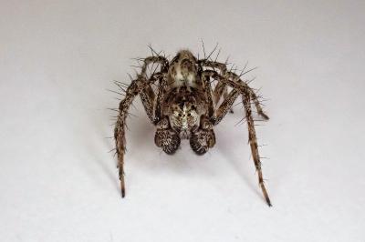 <i>Oxyopes heterophthalmus</i>