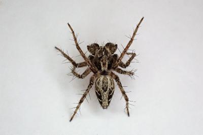 <i>Oxyopes heterophthalmus</i>