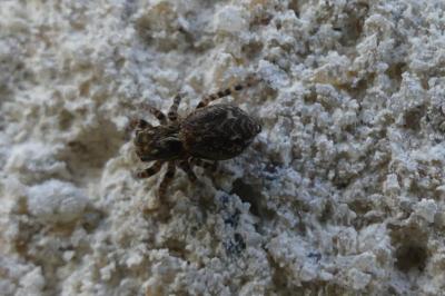 <i>Pseudeuophrys</i>