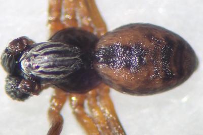<i>Dictyna arundinacea</i>