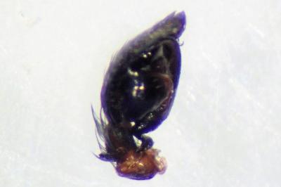 <i>Dictyna arundinacea</i>
