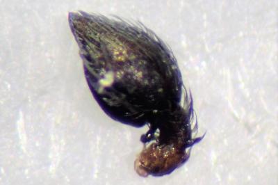 <i>Dictyna arundinacea</i>