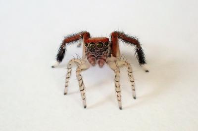 <i>Saitis barbipes</i>