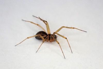 <i>Tenuiphantes tenuis</i>