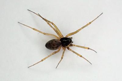 <i>Tenuiphantes tenuis</i>