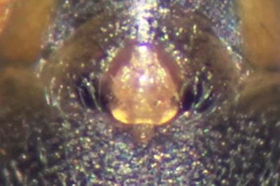 <i>Tenuiphantes tenuis</i>