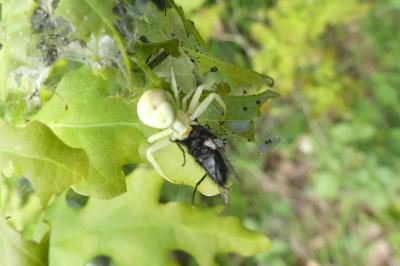 <i>Misumena vatia</i>