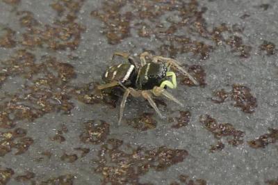 <i>Heliophanus</i>