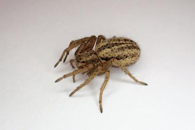 <i>Thanatus striatus</i>