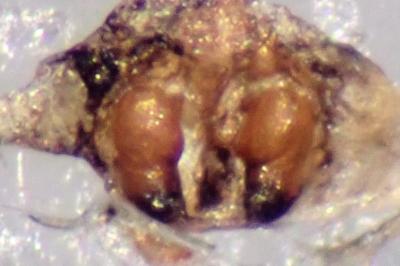 <i>Thanatus striatus</i>