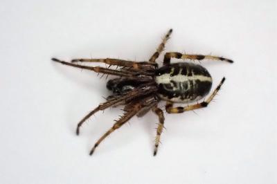 <i>Singa nitidula</i>