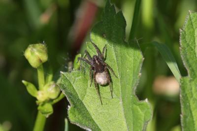 <i>Pardosa</i>
