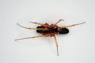 <i>Linyphia hortensis</i>