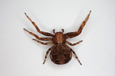 <i>Xysticus luctator</i>