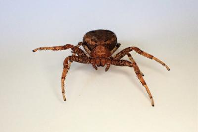 <i>Xysticus luctator</i>