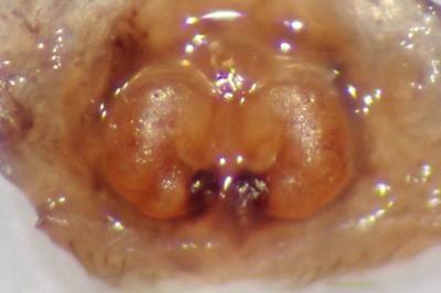 <i>Xysticus luctator</i>