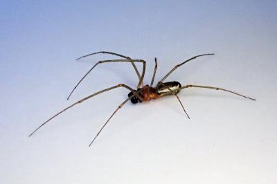 <i>Neriene radiata</i>