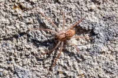 <i>Philodromus</i>