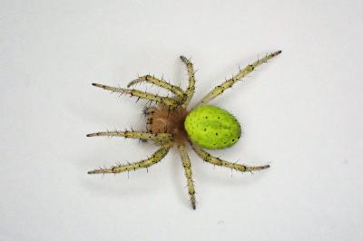 <i>Araniella cucurbitina</i>