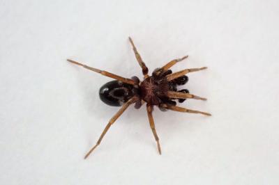 <i>Phrurolithus festivus</i>