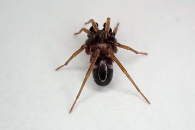 <i>Phrurolithus festivus</i>