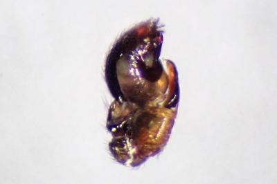 <i>Phrurolithus festivus</i>