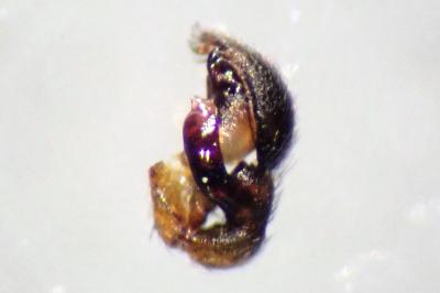 <i>Phrurolithus festivus</i>