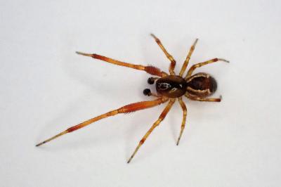 <i>Anelosimus vittatus</i>