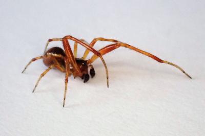 <i>Anelosimus vittatus</i>
