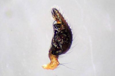 <i>Anelosimus vittatus</i>