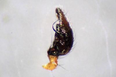 <i>Anelosimus vittatus</i>