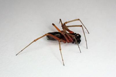 <i>Frontinellina frutetorum</i>