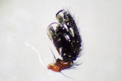<i>Frontinellina frutetorum</i>