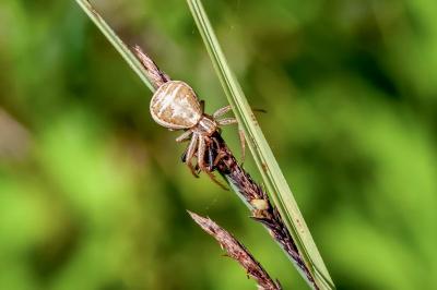 <i>Xysticus ulmi</i>