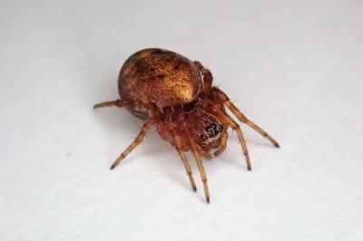 <i>Cercidia prominens</i>
